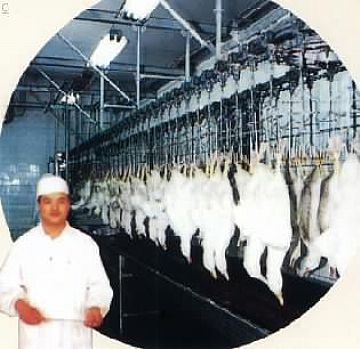 Halal Slaughtered Frozen Whole Duck And Duck Parts