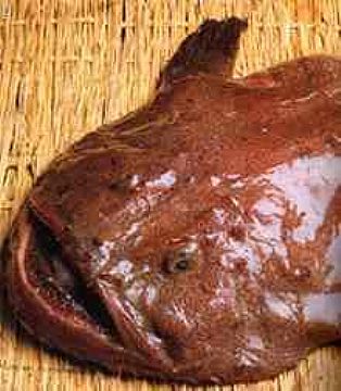 Monkfish (Spp: Lophius Litulon)