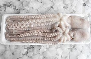 Frozen Octopus