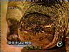 SNAPPING TURTLE BREED A GOLDEN KEY ENTIRELY RESOLV