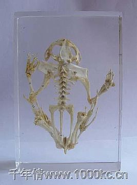 Skeleton Of Frog