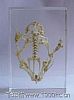 Skeleton Of Frog