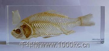 Skeleton Of Fish