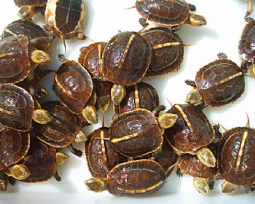 Baby Yellow-Margined Box Turtle