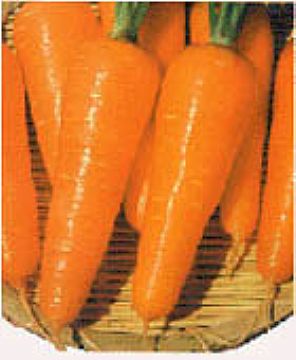 Carrot