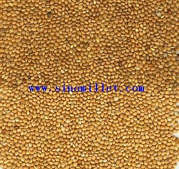 Yellow Broomcorn Millet(Yellow Panicum Millet)