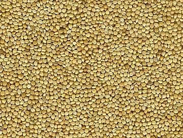 Yellow Millet In Husk