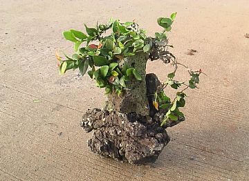 Volcano Pumice (Vesuvianite)