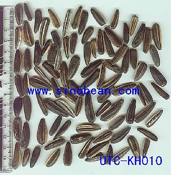 Sunflower Seeds(Utc-Kh010)
