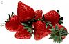 Frozen Strawberry(M-6,All Star, Senga-Sengana)