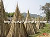 Bamboo Poles,Natural Bamboo,Tonkin Bamboo,Bamboo Canes,Bamboo Sticks