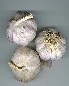 Garlic