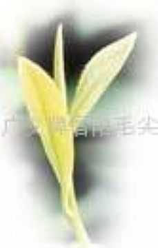 Green Tea --  Guangyi Licence Xinyang Maojian -- Treasures Snow