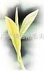 Green Tea -- Guangyi Licence Xinyang Maojian -- Either Spring Buds