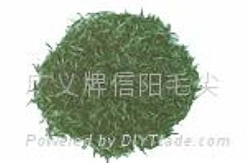 Green Tea -- Xinyang Maojian -- The Two Spring