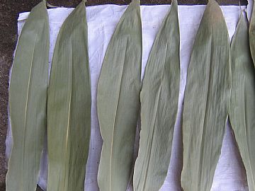 Bamboo Leaf