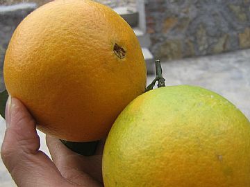 Navels Oranges-2006