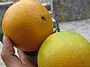 Navels Oranges-2006