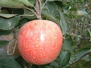 Qingguan Apple