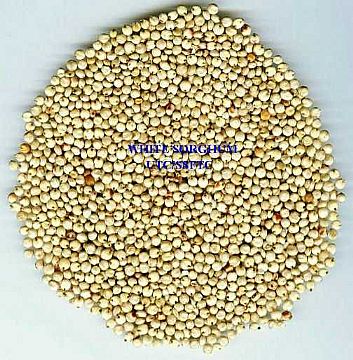 White Sorghum