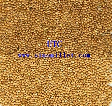 Yellow Broomcorn Millet(Yellow Panicum Millet)