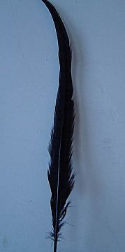 Pheasant  Tail